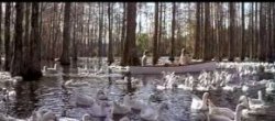 Movies Filmed in Charleston, South Carolina (and Where to Go to Relive Your Favorite Scenes) | CosmosMariners.com
