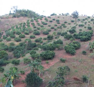 Definition of terracing