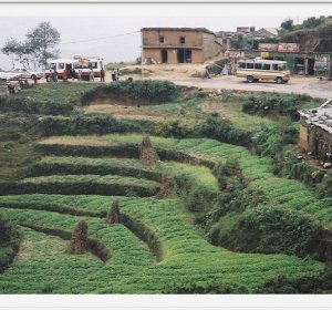 Terraced farming