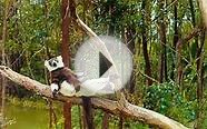 "Island of Lemurs - Madagascar" Trailer - In Theaters 4/4/14