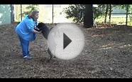 Pet Keepers Mount Pleasant SC 29464 Boarding Kennel Play Yard